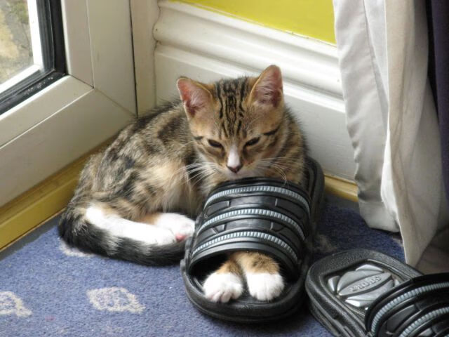 哲学之夜,孔德克己复礼,摩纳哥伯纳乌压哨诛心马竞