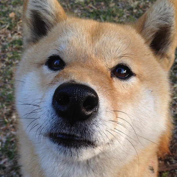 开云sport-蓝桥记忆与美加墨回响，当切尔西的压制唤醒世界杯幽灵