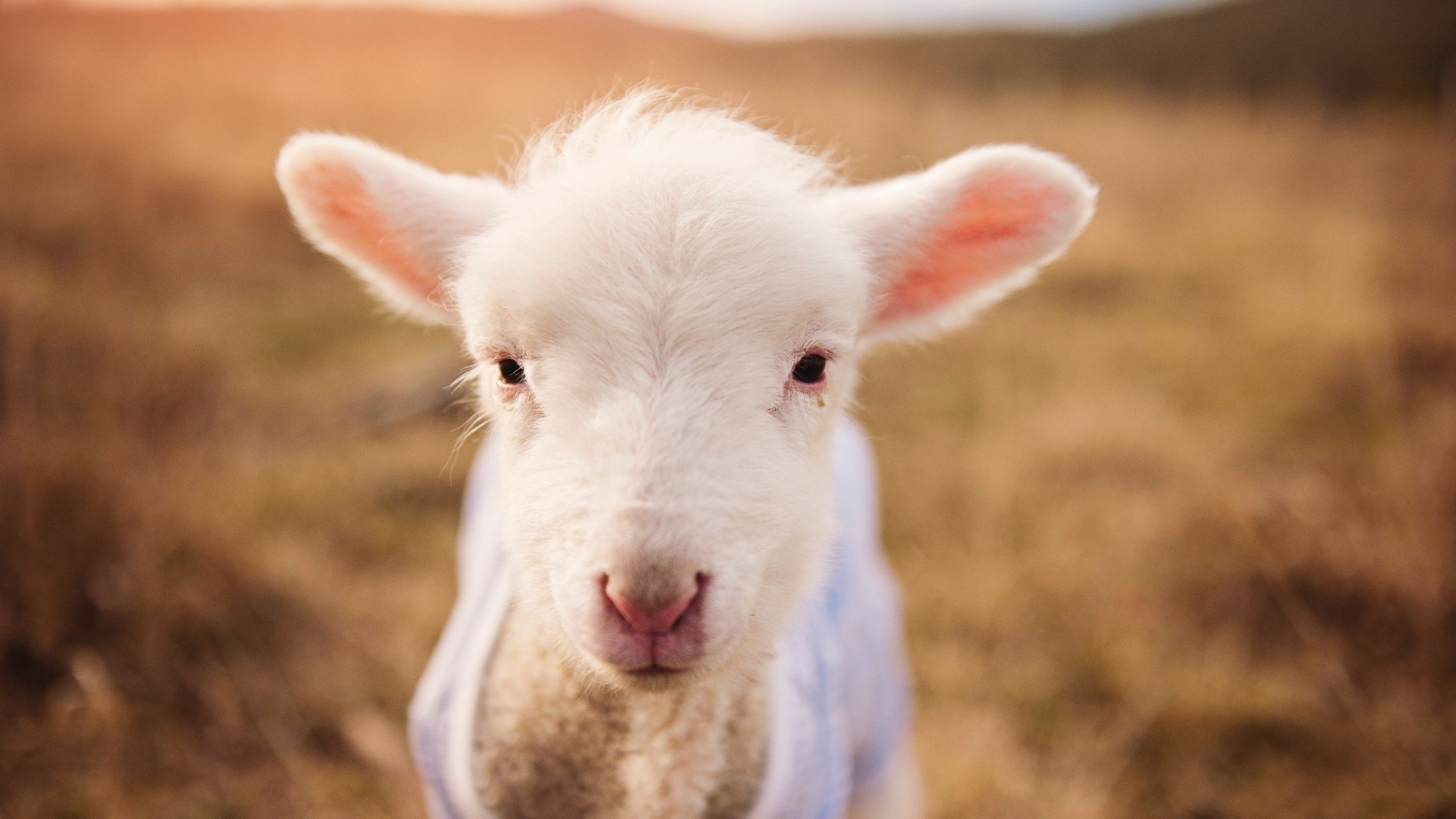 新丝路德比,久保建英在卡塔尔与土耳其的绿茵战争中接管比赛