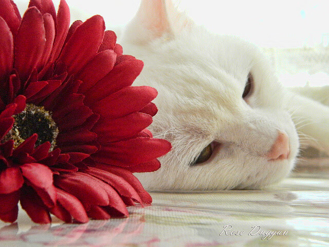 开云体育平台APP-新王加冕，油门为杖，英格拉姆在F1年度争冠之夜用实力击碎所有质疑