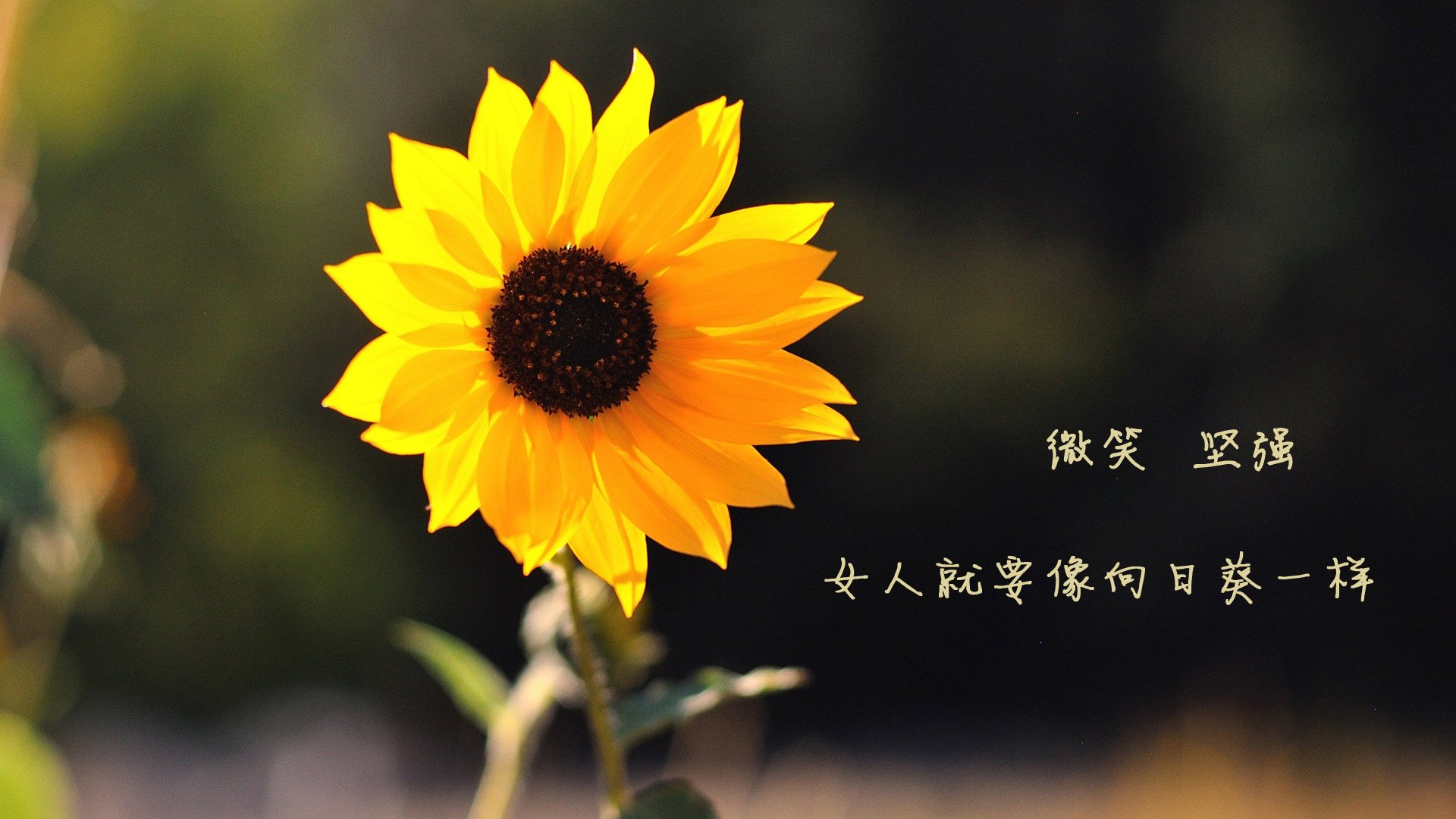 足球与战争的双生火焰,当阿坎吉爆发之际,伊拉克在奥斯陆写下足球最滚烫的寓言