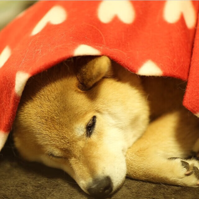 逆袭的节奏,从拉各斯到伦敦,冠军之心如何炼成