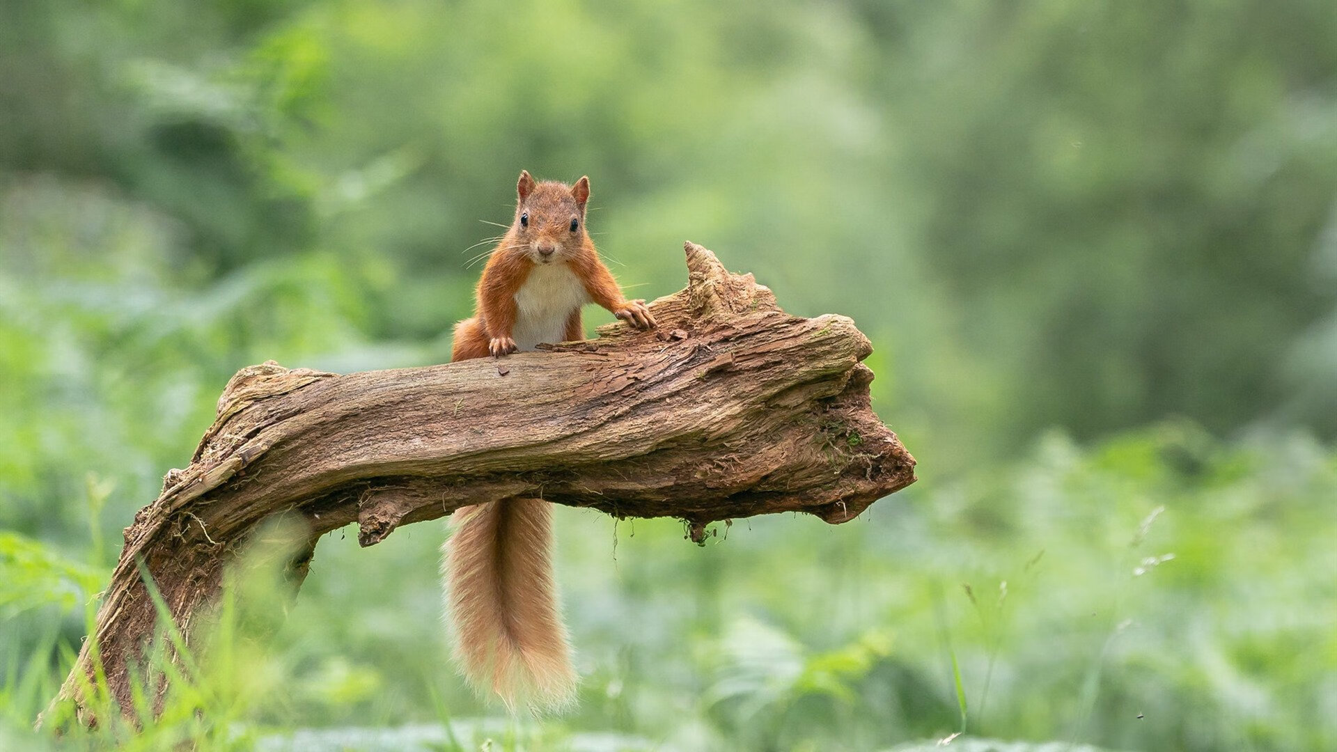 铁血与智慧的逆转,基米希在东决关键战接管比赛