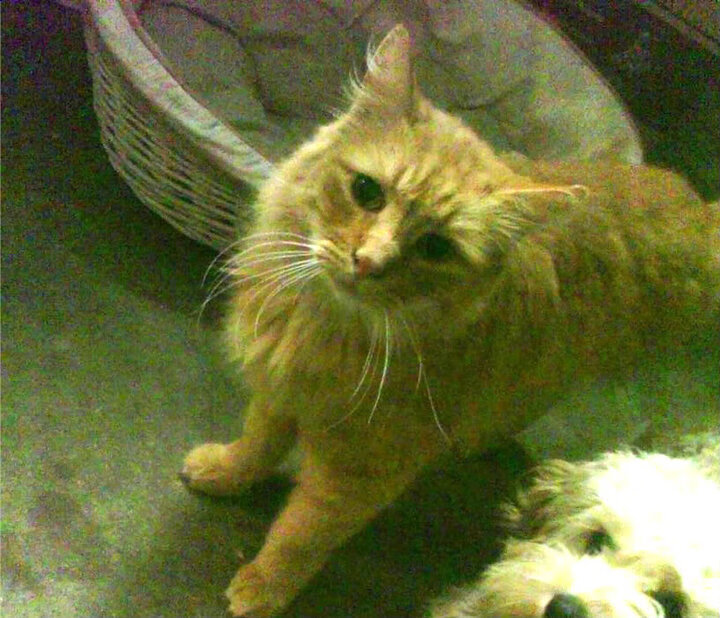 破壁之战，欧文穿越质疑，用单骑闯关点燃跨联盟对决