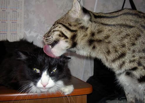 开云体育app-引擎轰鸣与草皮飞跃，当孙兴慜在F1赛道上接管年度争冠