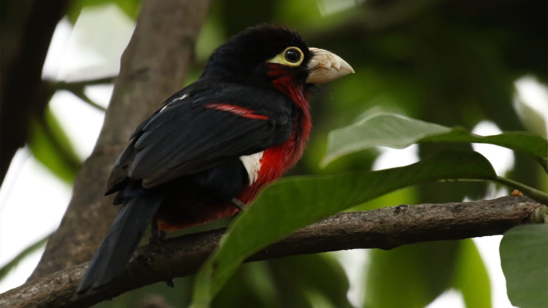 唯一性的证明，当东契奇用圆周率般的不可预测击碎宿命之夜