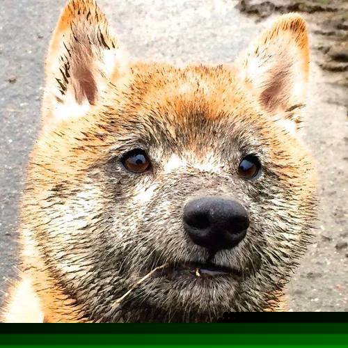 冰与火之歌，活塞关键战突围深圳队，切特在德甲争冠战接管比赛