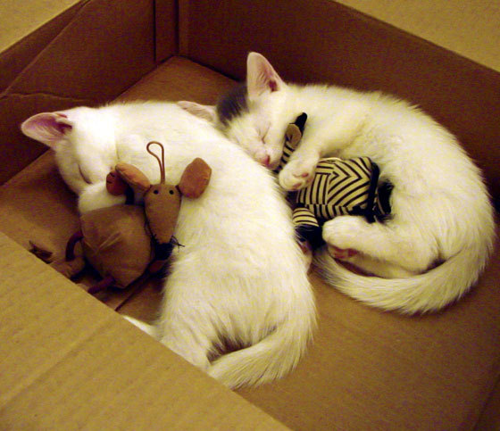 开云体育入口-跨越时空的对决，西决式生死战，日本如何正面击溃巴黎？