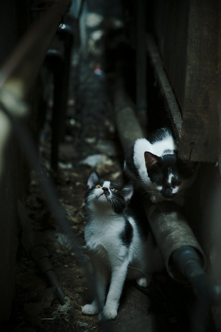 青春拆解了算式，当魔术的狂想曲碾过步行者的精密棋盘